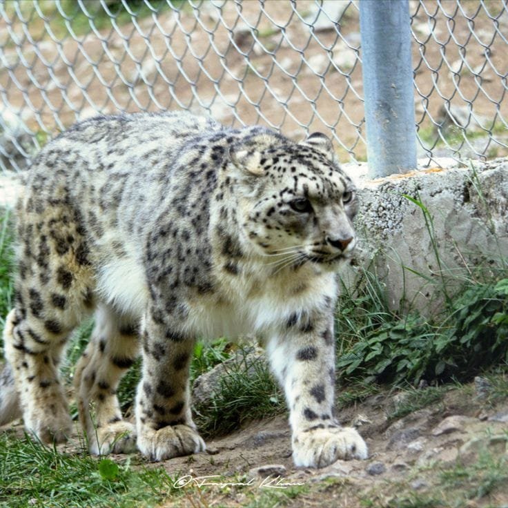 Snow leopard