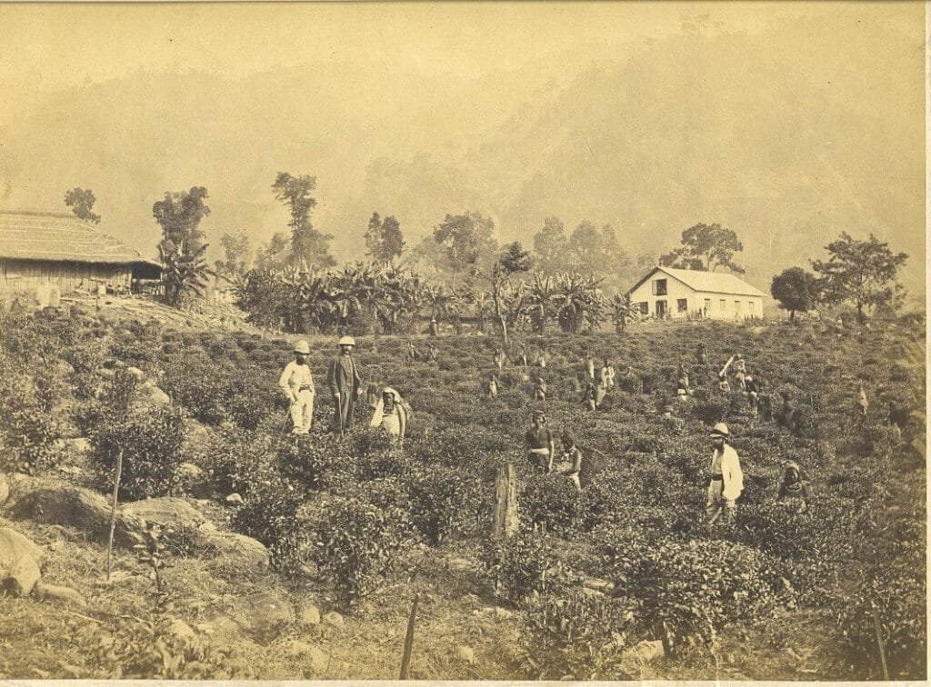 Tea Garden