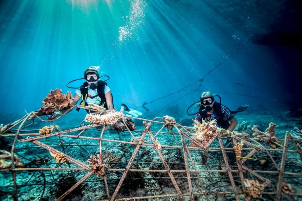 Participating in coral reef conservation is a meaningful addition to the list of things to do in Maldives