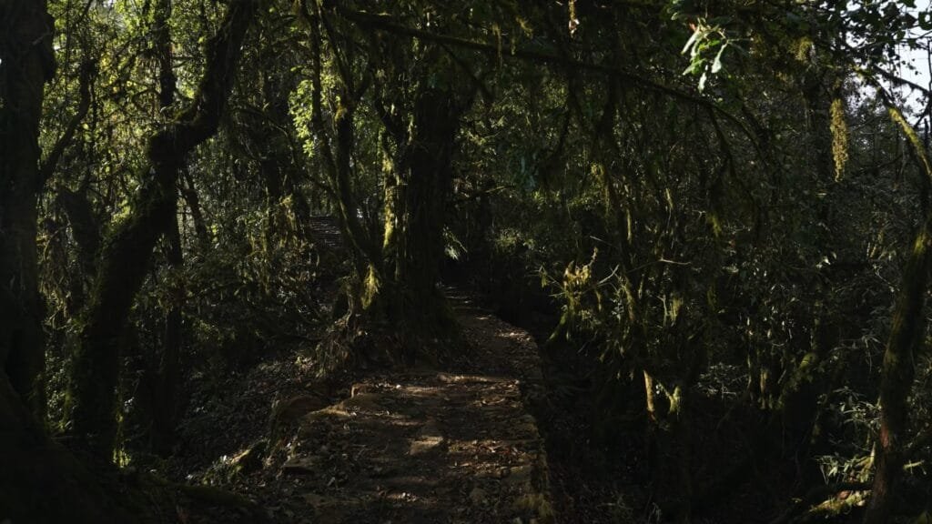 Forest on Deurali to Low Camp trek