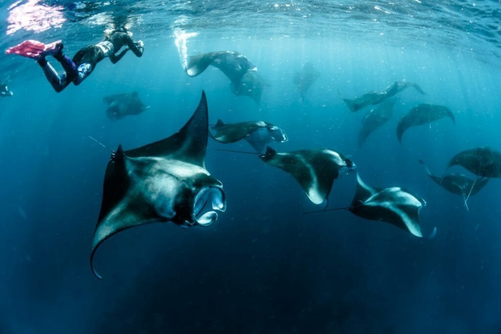 Swim with Manta Ray