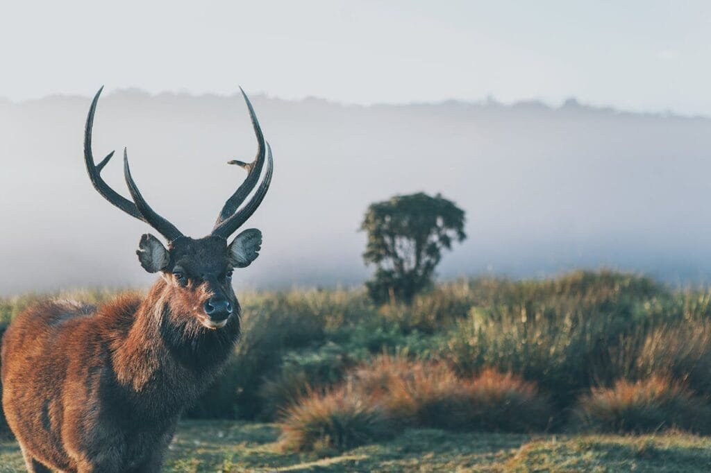 wildlife safari