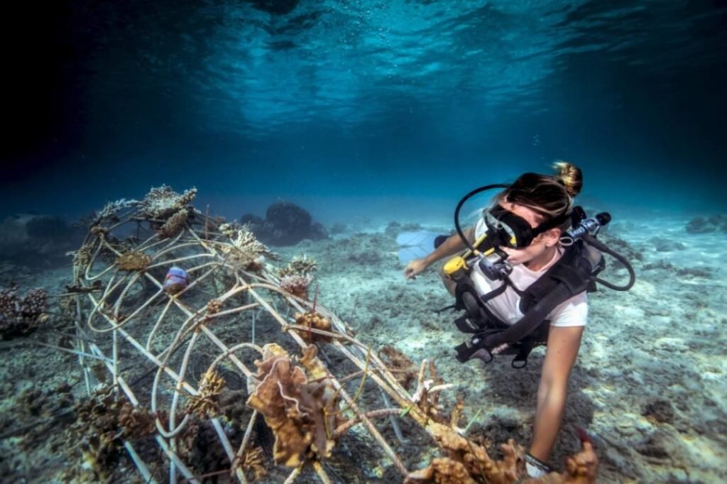 Coral reef restoration programs