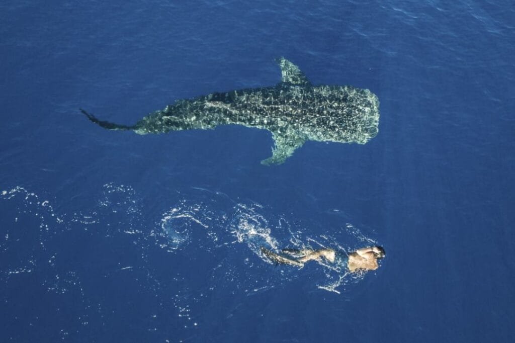 Swiming with Whale Shark